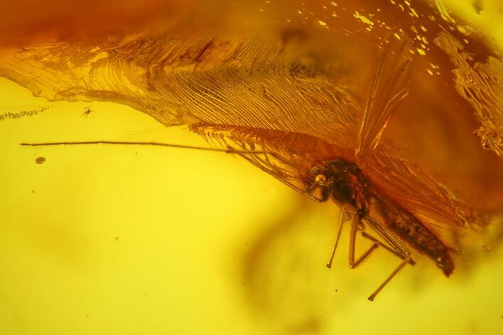 Fossil Fly (Diptera) In Baltic Amber #173665